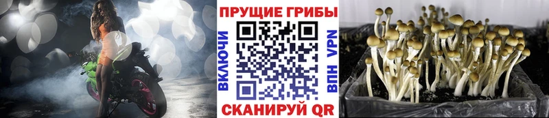 Псилоцибиновые грибы мицелий  Западная Двина 